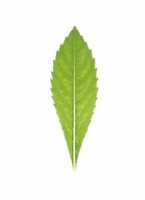 8f13be38