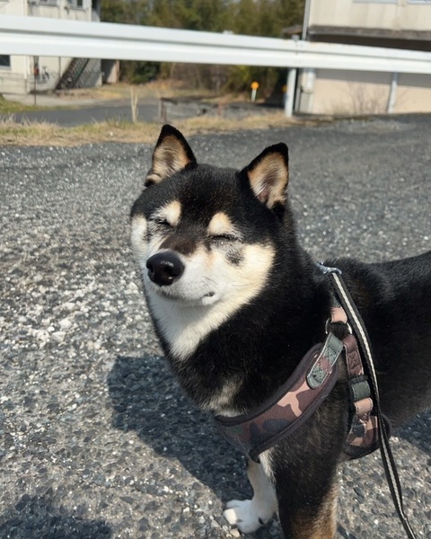 ガチャ画像