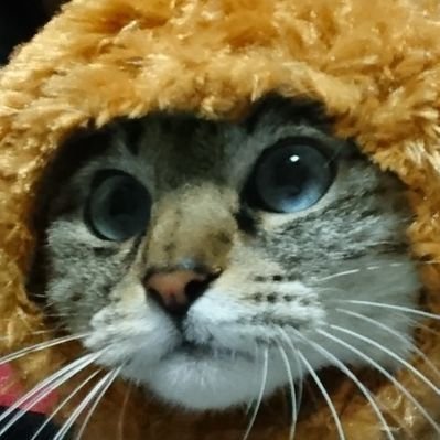 Dd134add