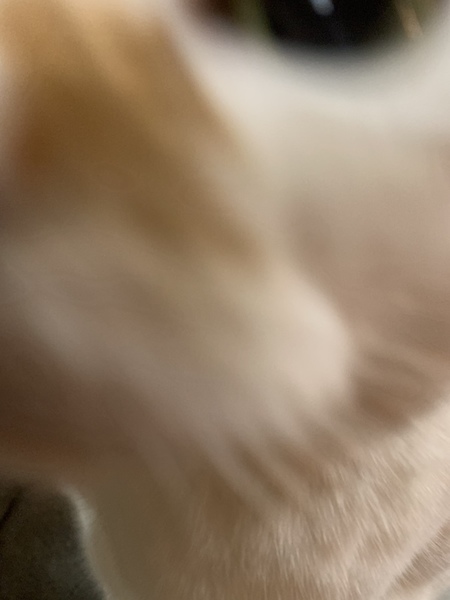 ガチャ画像