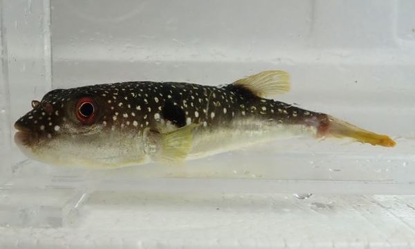 B96f41ec