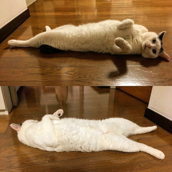 ガチャ画像