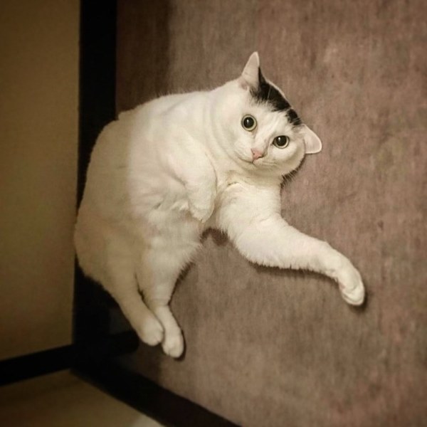 Cffb2ebf