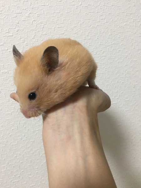 ガチャ画像