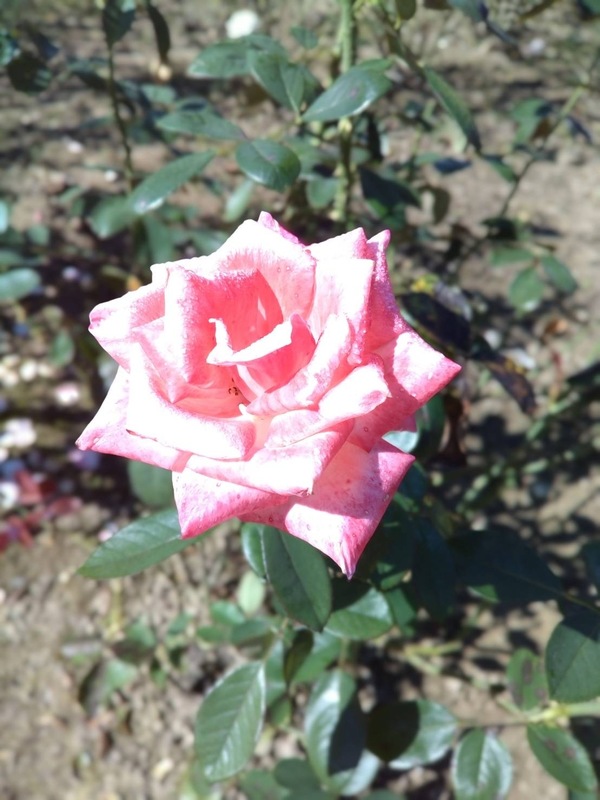 53b2e107