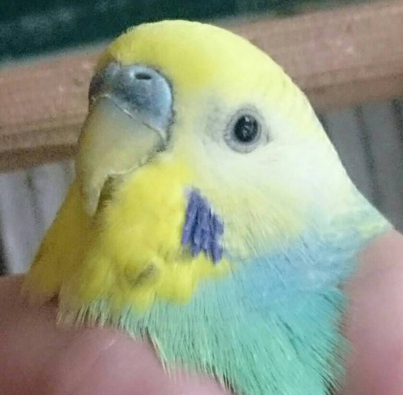 C3f0b694